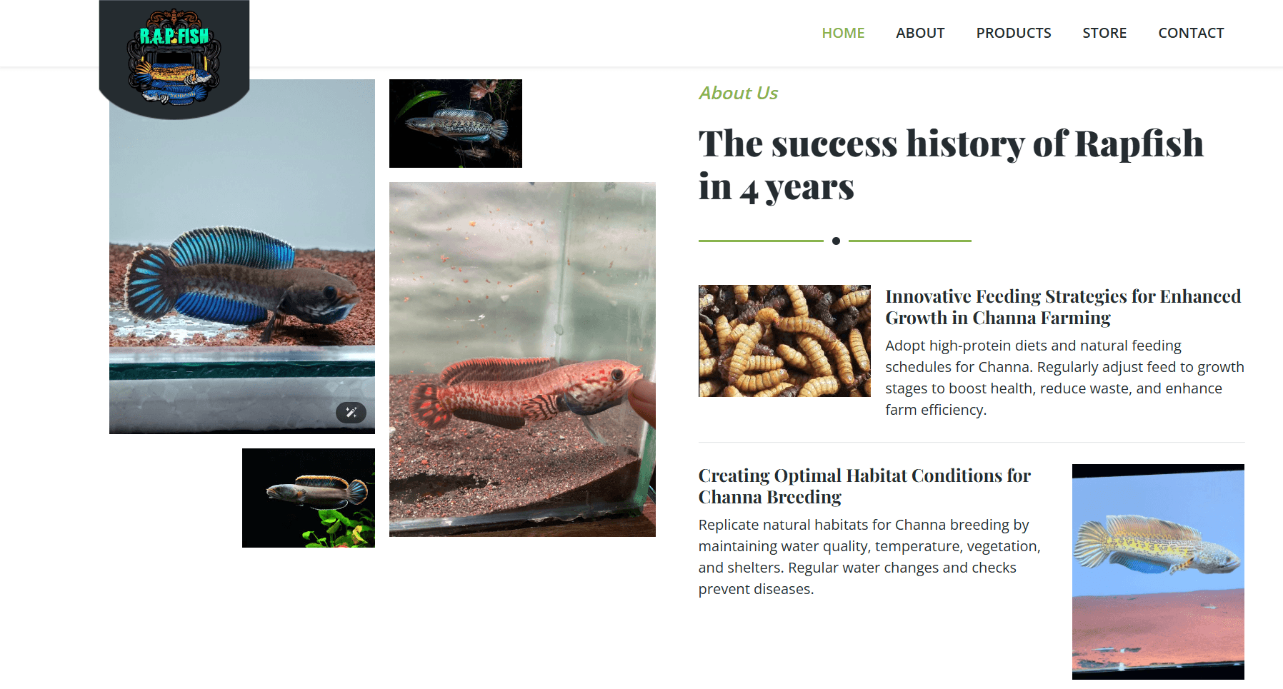 RAPFISH - Channa Farming & Aquatic Branding Website